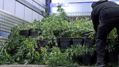 Drogenplantage Solingen-11