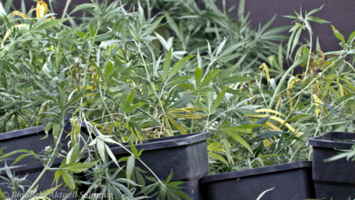 Drogenplantage Solingen-12