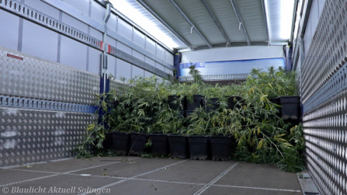 Drogenplantage Solingen-13